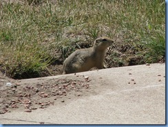 8686 Alberta Trans-Canada Highway 1 - Saamis Teepee World's Largest Teepee - prairie dog