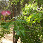 image_from_picasa