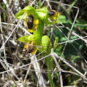 Yellow bee orchid