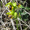Yellow bee orchid