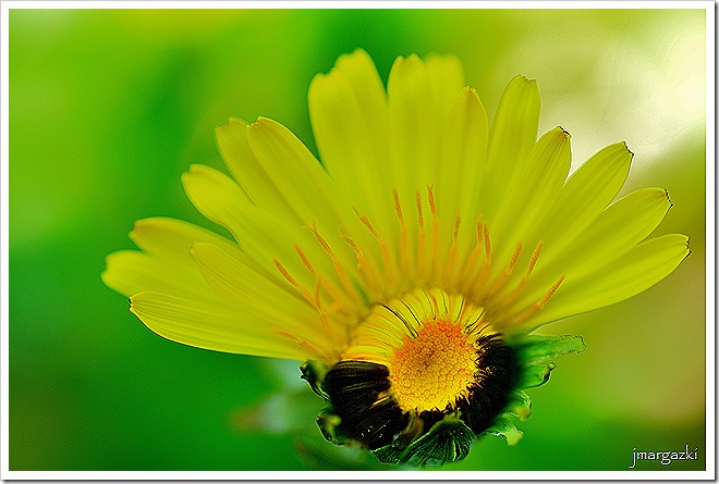 DSC_8509 DSC_8509