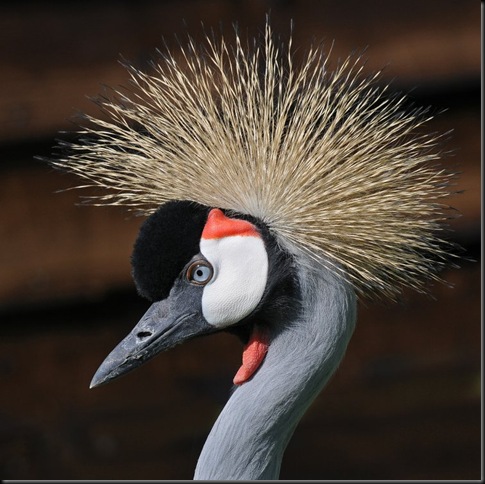 Crown Crane