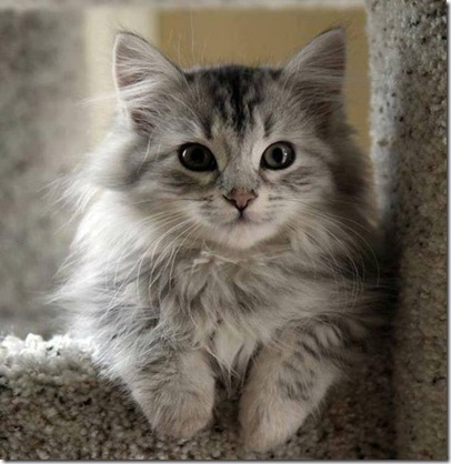 gatinho fofo gatinho fofo