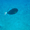 pinktailedtriggerfish.jpg