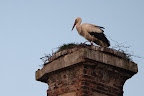Storch auf dem Dammgut Ritterhude