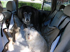 Darla was brought to a public shelter after having been hit by a car.  With no tags or microchip to identify her, the shelter was going to put her to sleep as they had limited resources and did not believe anyone would adopt her.
