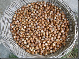 basket of hazelnuts