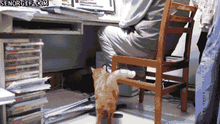 funny-gifs-i-just-want-attention