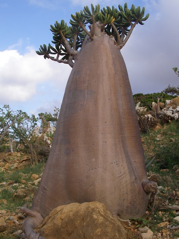 جزيرة سوقطره عندما تكشف الطبيعة عن جمالها Socotra-9%25255B2%25255D