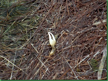 Mrazek Pond & Snake Bight Trail 077