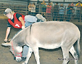 2 col donkey6.jpg