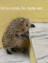 uma coisa de cada vez