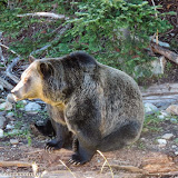 Urso órfão,  Grouse Mountain, Vancouver, BC, Canadá