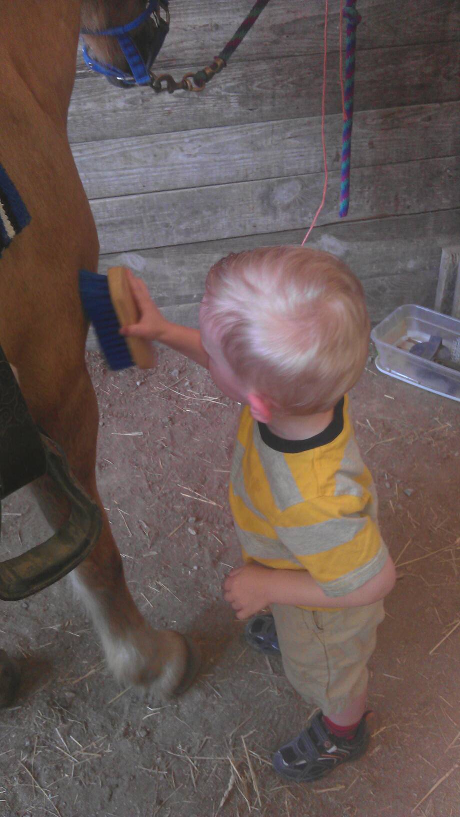 Brushing Scotty