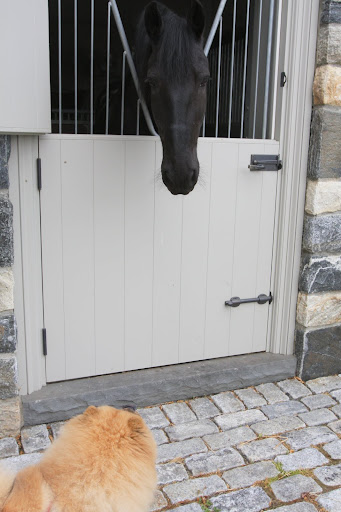 Hey, Ramon!  Have you seen the donkeys?