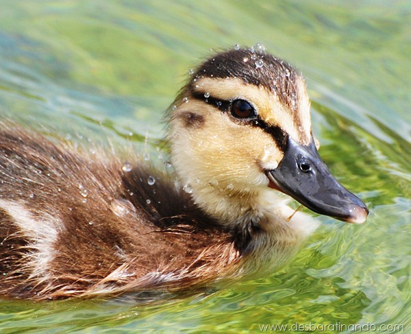 filhotes-patos-fofos-pequenos-desbaratinando (19)