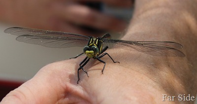 Andrew and a dragonfly