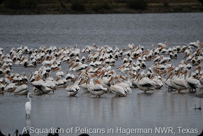 Pelicans