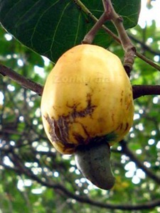 cashewnews_162