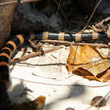 Yellow Tipped Sea Snake Slithering On The Beach - Noumea, New Caledonia