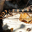 Yellow Tipped Sea Snake Slithering On The Beach - Noumea, New Caledonia