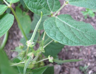 Beans6 12 10