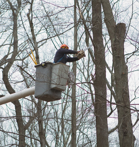 And he also has a regular chainsaw for cutting larger and easier to reach branches. I don't know if I'd like to be up that high sawing wood. And he also has a regular chainsaw for cutting larger and easier to reach branches. I don't know if I'd like to be up that high sawing wood.
