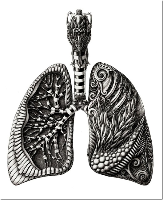 pulmones pulmones