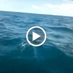 Delphine vor dem Bug