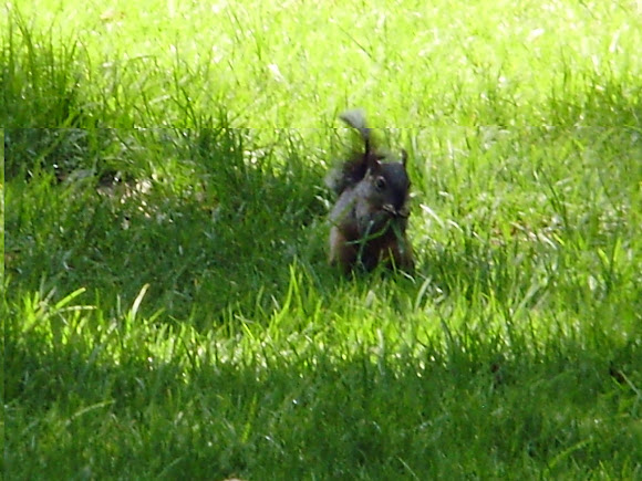Spotting Image 1