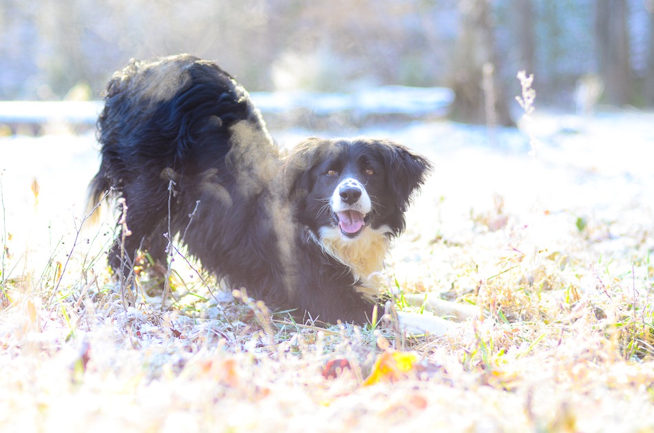 [snow%2520dog-3513%255B4%255D.jpg]
