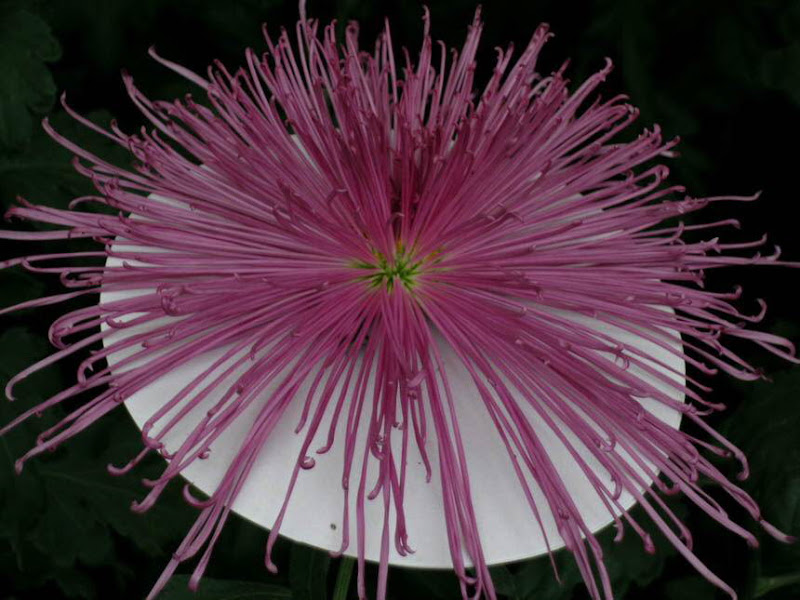 The art of Gardening