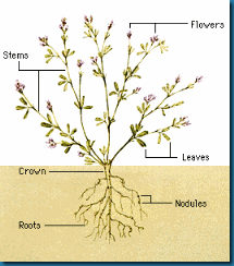 alfalfa-info0