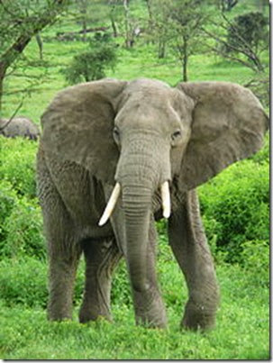 200px-Elephant_near_ndutu
