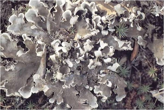 foliose lichen foliose lichen