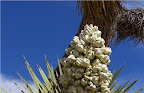 Spring flowers in Joshua Tree National Park (Photo by Rick Parker)</p>
<p>(Pic property of Harmony Motel)