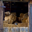 Cats In Hay Loft.jpg