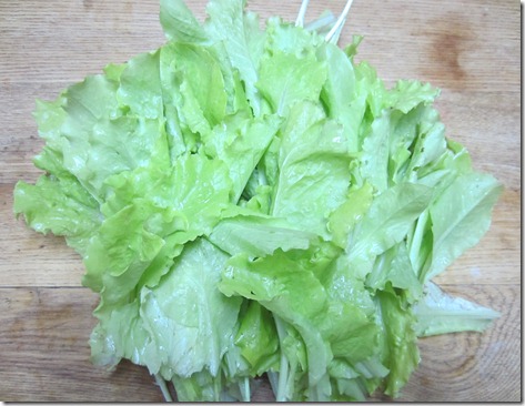 Black seeded Simpson leaf lettuce