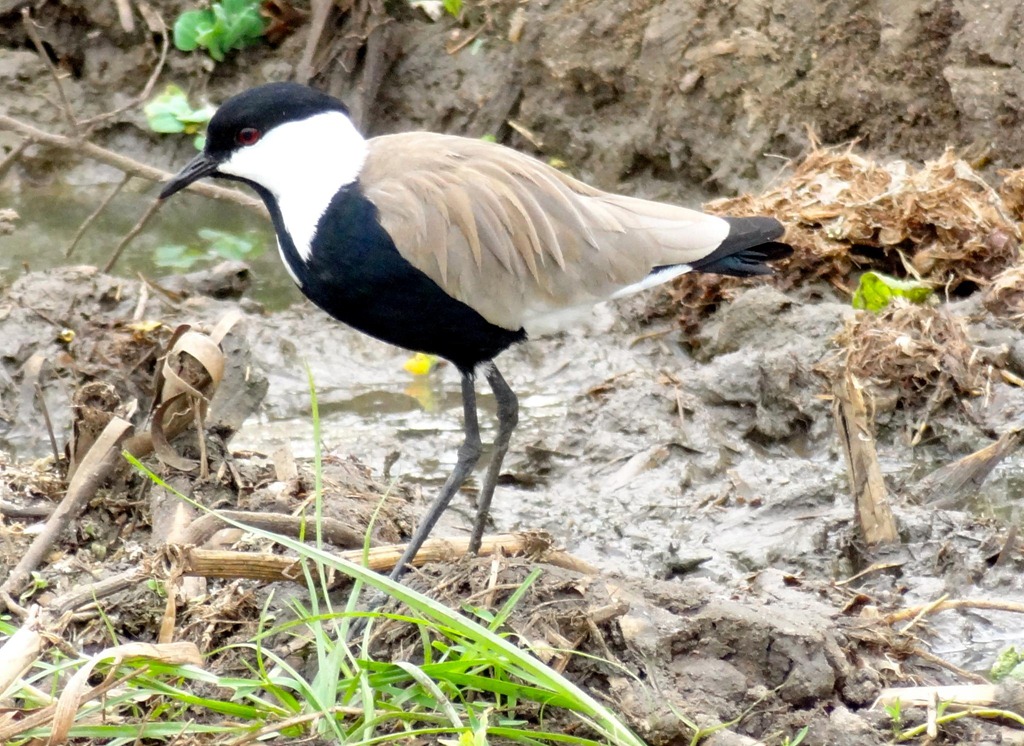 [Spur%2520winged%2520Lapwing%255B2%255D.jpg]