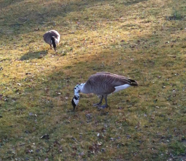 Piebald Canada Goose Project Noah