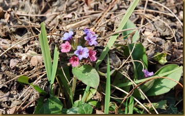 Pulmonaria Pulmonaria