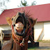 DSC_5924.JPG