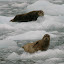 Sea Lions on the Ice Field - Kenai Fjords, Alaska