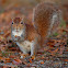 American Red Squirrel