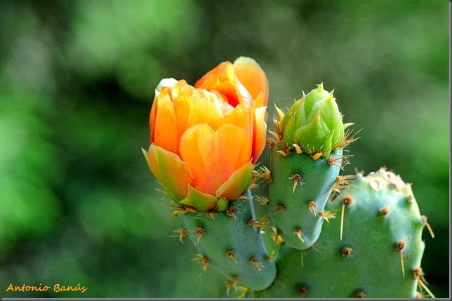 OPUNTIA ARGENTINA DSC_7309X1