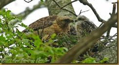 Red-shoulder Hawk _ROT3739 June 01, 2011 NIKON D3S