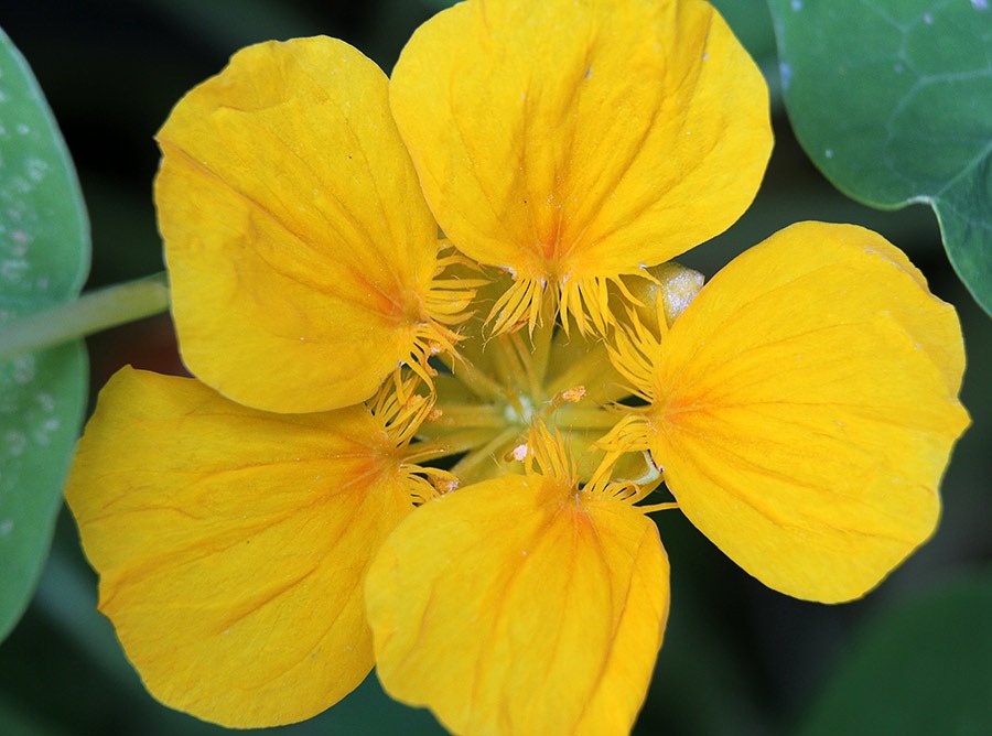 [110523_nasturtium_02%255B3%255D.jpg]