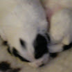 puppen anna 045.jpg
