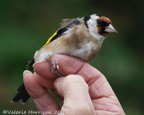 [goldfinch%255B2%255D.jpg]