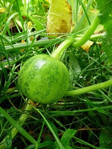 Squash 'Little Gem' Daniel Grankvist Squash 'Little Gem' Daniel Grankvist